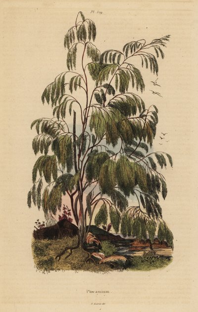 Plocama pendula shrub 作： Unbekannt