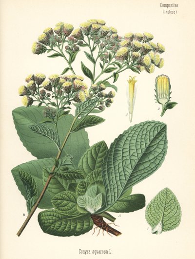 イヌラコニザ（Conyza squarrosa）。ヘルマン・アドルフ・ケーラー著『Medicinal Plants』（グスタフ・パブスト編、ケーラー社、ドイツ）の植物図版をもとにしたクロモリトグラフ。 作： Unbekannter Künstler