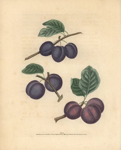 プラムの品種、Prunus domestica：Tours、Lawrane