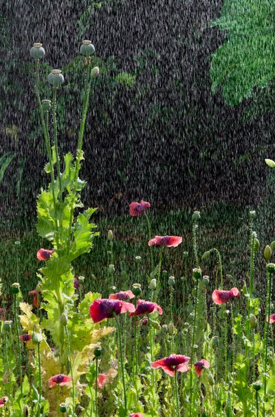ポピー (ケシ) の花と南ウェールズのガウアー、夏の土砂降りの種子 (写真) 作： Unbekannter Künstler