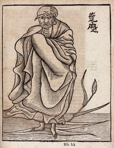 菩提樹の肖像（v 作： Unbekannt
