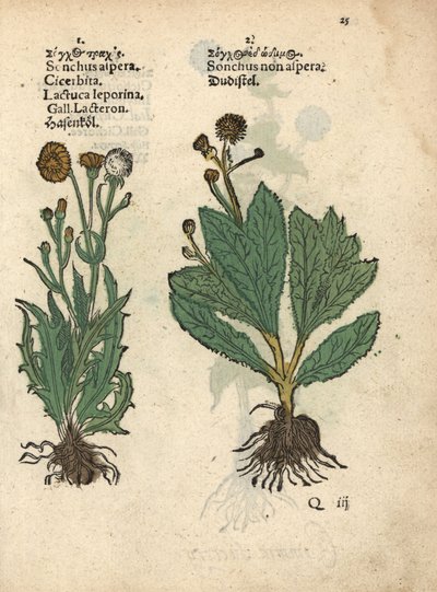 チクチクアザミ（Sonchus asper）とツルアザミ（Sonchus oleraceus）アダム・ロニカーの『Krauterbuch, or Herbal, Frankfurt』に掲載された植物図版の手彩色木版画。 作： Unbekannter Künstler