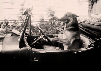 車のハンドルを握る受賞歴のある警察犬アレックス 作： Alec Hunter