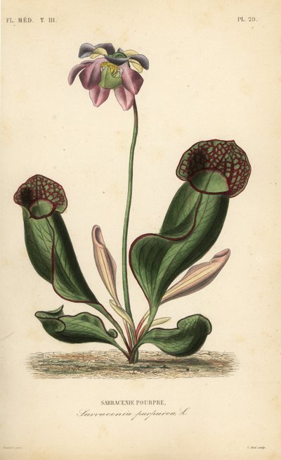 パープルピッチャープラント、サイドサドルフラワー、Sarracenia purpurea、Sarracenie pourpre 作： Unbekannt