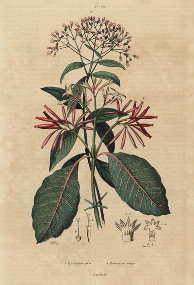 キニーネ、Cinchona officinalis 1とLadenbergia oblongifoliaの脆弱性、2 作： Unbekannt