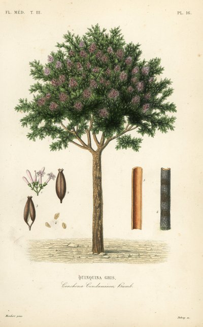 キニーネまたはキナコの樹皮、Cinchona officinalis、Cinchona condaminea、Quinquina gris 作： Unbekannt