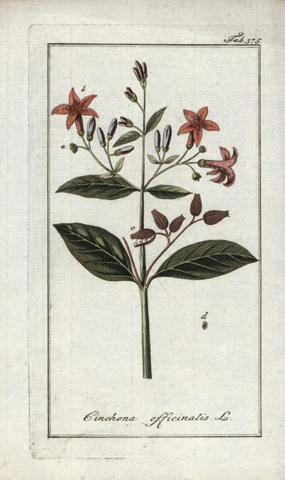 キンキナ（Cinchona officinalis）。オランダ、ヨハネス・ゾーン（1739-1799）の「Afbeelding der Artseny-Gewassen」のリトグラフ。 作： Unbekannter Künstler