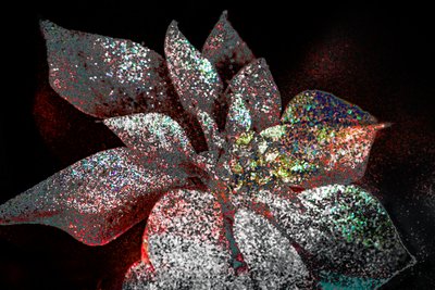 ダーリンに贈る虹色のポインセチア、2017年（リペイント写真） 作： Unbekannter Künstler