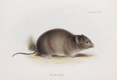 ラット、c 1832-1836 作： Unbekannter Künstler