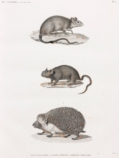 アレキサンドリアから来たネズミ；Echimis From Egypt；Eared hedgehog 作： Unbekannt
