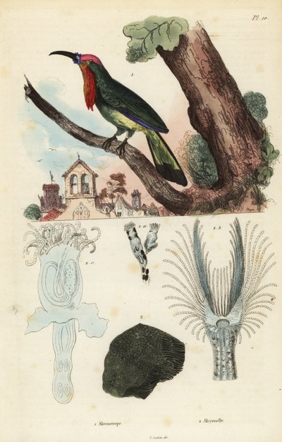 アカヒゲハナバチクイ（Nyctyornis amictus）とフナクイムシ（Plumatella fungosa）。 作： Unbekannt