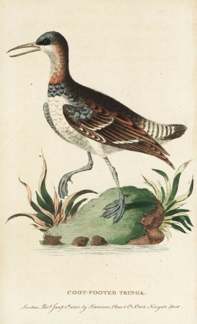 アカエリヒレアシシギ。(図版はジョージ・エドワーズからコピー。The Naturalist