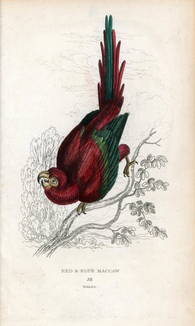 レッド・アラまたはマカオ・アラ。Psittacus macao.Miscellany of Natural Historyに掲載された、ジョン・オーデュボンのデッサンに基づくジョセフ・キッドのリトグラフ：1833年にスコットランドのエディンバラで出版された『オウム、トーマス・ディク・ローダー卿とトーマス・ブラウン大尉』。 作： Unbekannter Künstler
