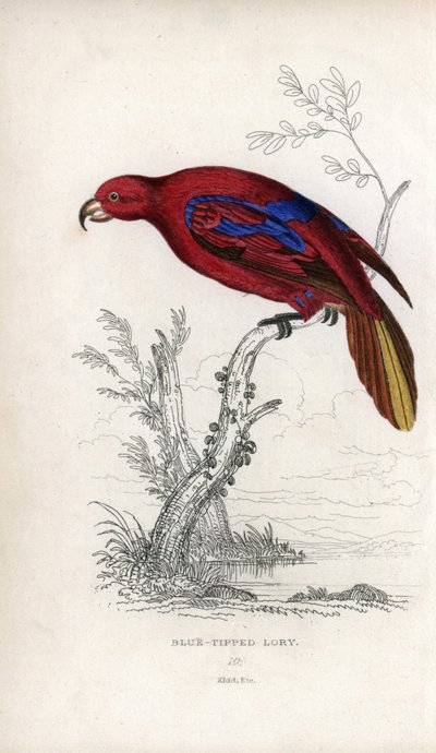 レッド・ロリ、Eos rubra。Psittacus caeruleatus。ジョン・オーデュボンのデッサンをもとにジョセフ・キッドが描いたリトグラフ：1833年にスコットランドのエディンバラで出版された『Miscellany of Natural History: Parrots, Sir Thomas DiK Lauder and Captain Thomas Brown』に掲載されたジョン・オーデュボンの絵をもとにしたジョセフ・キッドのリトグラフ。 作： Unbekannter Künstler
