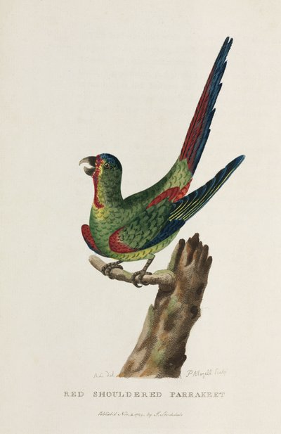 「赤い肩のインコ」、オーストラリア、1788年頃 作： Unbekannter Künstler