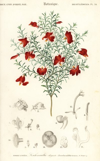 赤い leschenaultia、Leschenaultia formosa、1849 年 (彫刻) 作： Unbekannter Künstler