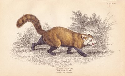 レッサーパンダ、Ailurus fulgens。絶滅危惧種。リンネ協会の標本より。エジンバラにあるWilliam Jardine