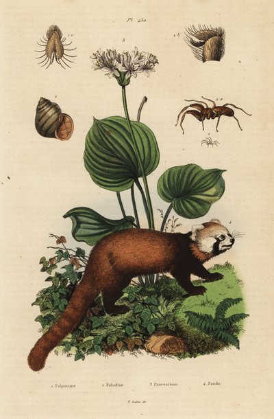 レッサーパンダ（Ailurus fulgens）、絶滅危惧種4、ノーザンクリスマスリリー（Proiphys amboinensis）3、カワニナ（Viviparus viviparus）1、クモ（Palpimanus species）。 作： Unbekannt
