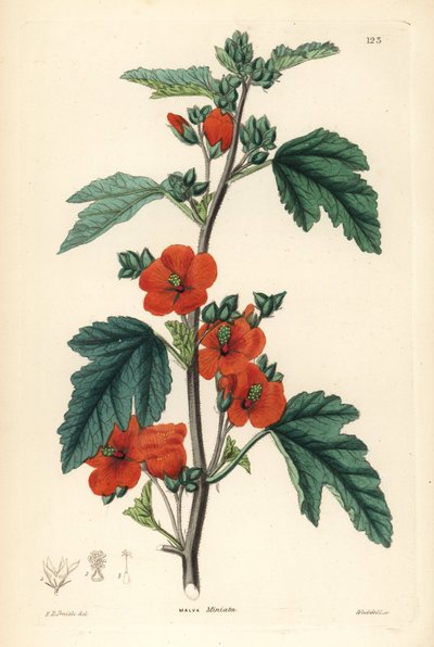 赤紫色 - グローブアオイ、Sphaeralcea miniata（朱色花アオイ、Malva miniata）。ジョン・リンドレーとロバート・スウィートの『観賞用花園と低木』より、エドウィン・ダルトン・スミスを模したウェッデルによる手彩色銅版画。 作： Unbekannter Künstler