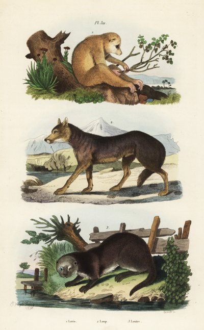 レッドスレンダーロリス（Loris tardigradus endangered）1、オオカミ（Canis lupus）2、ユーラシアカワウソ（Lutra lutra）3 作： Unbekannt
