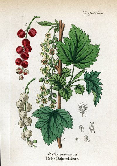 レッドカラント、Ribes rubrum。Dr. Willibald ArtusのHand-Atlas sammtlicher mediinisch-pharmaceutischer Gewachseより。 作： Unbekannter Künstler