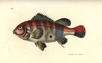 アカシマシラヒゲウツボ（Geophagus surinamensis）。リチャード・ポリドール・ノダーが描いたイラストとエングレーヴィング。George Shaw and Frederick Nodder