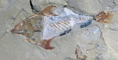 化石として保存されている動物の遺体 作： Unbekannter Künstler