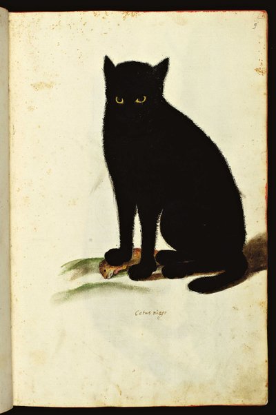 黒猫の表現。動物博物誌』写本の図版（ウリッセ・アルドロヴァンディ財団、大学文献、1603年編）。 作： Unbekannter Künstler