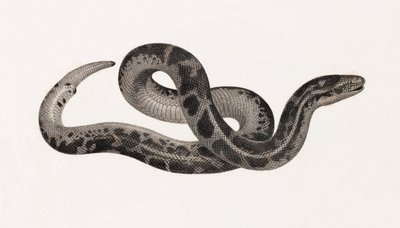 爬虫類。テベレの蛇 作： Unbekannt