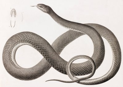 爬虫類：蛇のイラストをクローズアップした画像 作： Unbekannt