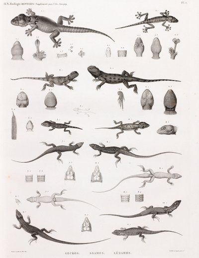 爬虫類：ヤモリ、アガメ、トカゲ 作： Unbekannt