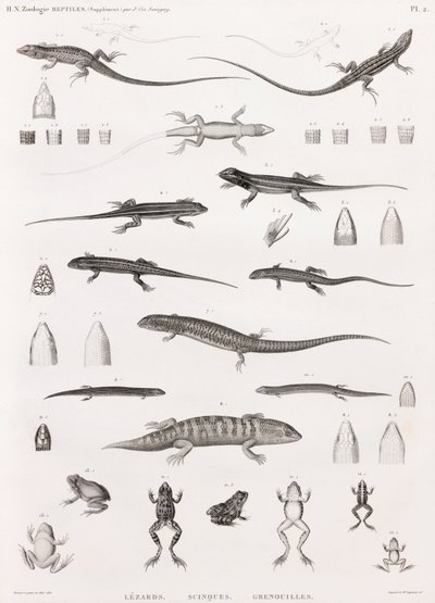 爬虫類：トカゲ、スキンク、カエルのイラストシリーズ 作： Unbekannt