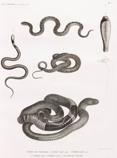 爬虫類：蛇のイラストシリーズ 作： Unbekannt