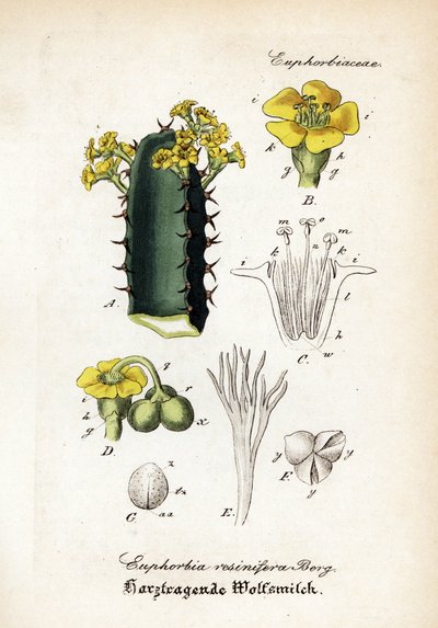 レジンスパージ、Euphorbia resinifera。Dr. Willibald ArtusのHand-Atlas sammtlicher mediinisch-pharmaceutischer Gewachseより。 作： Unbekannter Künstler