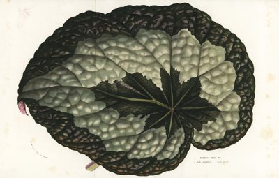 レックス・ベゴニアの葉、ベゴニア・レックス。インド。Louis van Houtte and Charles Lemaire