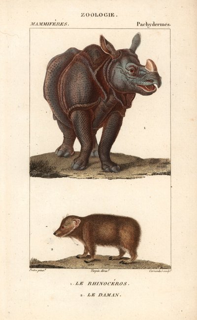 ジャン・ガブリエル・プレットル（1780-1845）作、カーノンケル版「Rhinoceros et daman ou clade - Eau forte」、ピエール・ジャン・フランソワ・トゥルパン（1775-1840）編、フレデリック・キュヴィエ著「自然科学辞典：哺乳類」（F.G.Levrault社、パリ）所収。 作： Unbekannter Künstler