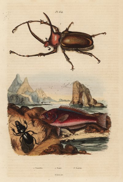 コガネムシ、Golofa porteri 1、クレタ島のコガネムシ、Scarus creticus 2、Scarites buparius beetle 3 作： Unbekannt