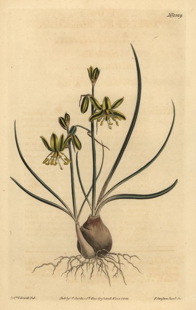 Riband albuca, Albuca vittata 作： Unbekannt