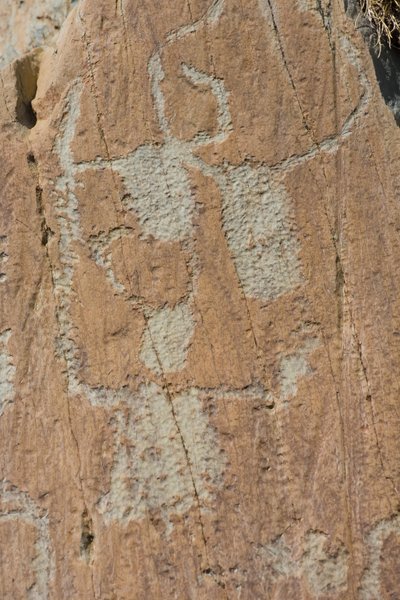 フォンタナルバの谷の岩石彫刻／Corniformes emboites or cattle／メルカントゥール国立公園／Tende／Alpes-Maritimes／French 作： Unbekannt