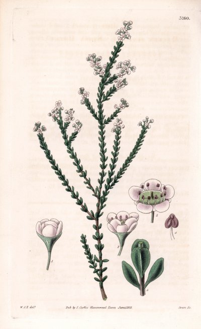 Rock thryptomene, Thryptomene saxicola (Southwest Australian rockery shrub) (Stony baeckea, Baeckea saxicola)。Samuel Curtis