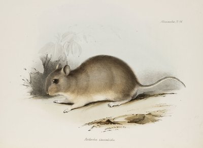 げっ歯類、c 1832-1836 作： Unbekannter Künstler