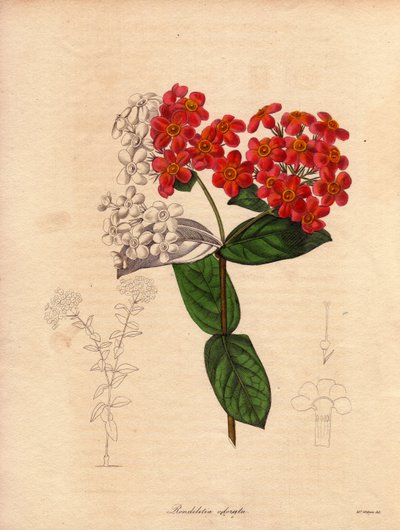 ロンデレティ・オドラータ（Rondeletia odorata）。パナマとキューバ原産の低木で、低木で常緑、高さ2〜3メートル、春にピンクと黄色のオレンジ色の花を咲かせる。イラスト：オーガスタ・イネス・ウィザーズ (1) 作： Unbekannter Künstler