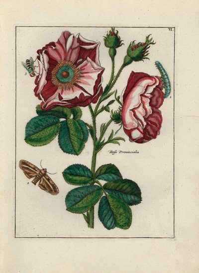薔薇と昆虫 - ニコラ・ロベール（1614-1685）の影響を受けたカバーブーケ（A.Bres.）の作者、ポール・テオドール・ファン・ブリュッセル（1754-1795）の作とされるリトグラフ。 作： Unbekannter Künstler