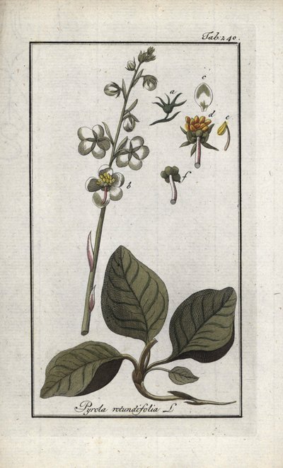 丸葉ピロール（Pyrola rotundifolia）。オランダ、ヨハネス・ゾーン（1739-1799）作 "Afbeelding der Artseny-Gewassen "からのリトグラフ。 作： Unbekannter Künstler