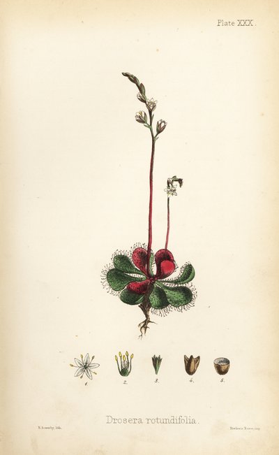 丸葉のサンデュー、Drosera rotundifolia。ヘンリー・サワービーによる手彩色リトグラフ、エドワード・ハミルトン著『Flora Homeopathica』より。 作： Unbekannter Künstler