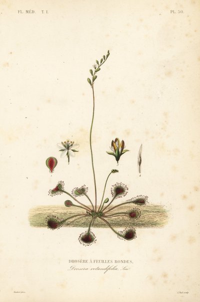 丸葉サンデューまたはコモンサンデュー, Drosera rotundifolia, Droserie a feuilles rondes 作： Unbekannt