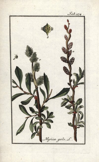 ロイヤル・ペッパーまたはマーシュ・マートル（Myrica gale）。オランダ、ヨハネス・ゾーン（1739-1799）作 "Afbeelding der Artseny-Gewassen "よりリトグラフ。 作： Unbekannter Künstler