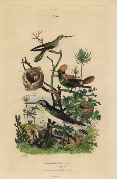 Rufous tails hummingbird (Amazilia tzacatl), Tufted coquette (Lophornis ornatus), and black-eared fairy (Heliothryx auritus) Oiseau-mouche ventre gris, huppe col, oreilles d azur 作： Unbekannt
