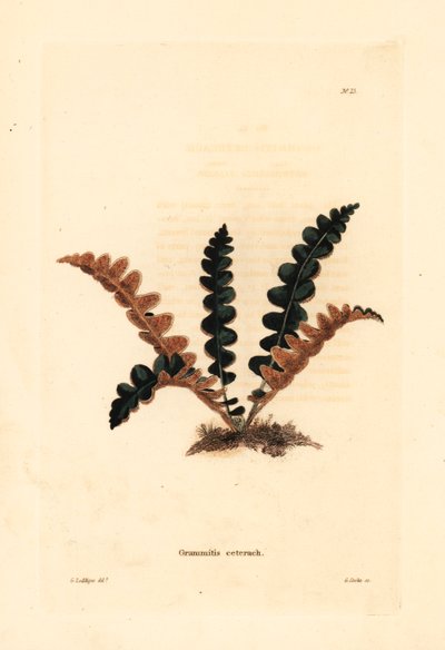 サビシダ、Ceterach officinarum（Grammitis ceterach）。ハックニーにあるコンラッド・ロディゲスの植物キャビネットより、ジョージ・ロディゲスを模したジョージ・クックによる手彩色銅版画。 作： Unbekannter Künstler