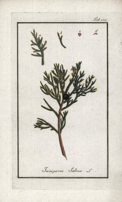 セイヨウネズ（Juniperus sabina）。オランダ、ヨハネス・ゾーン（1739-1799）作「Afbeelding der Artseny-Gewassen」のリトグラフ。 作： Unbekannter Künstler